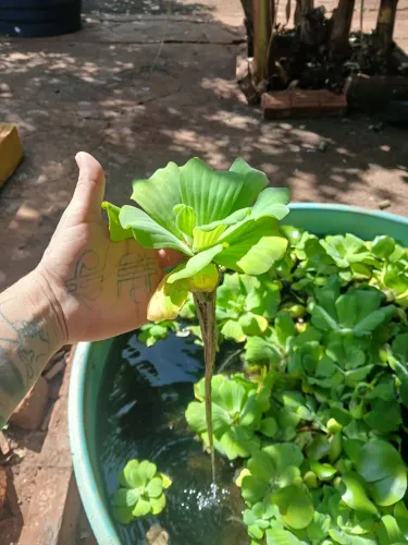 Plantas Aquáticas - Alface D'água e Aguape
