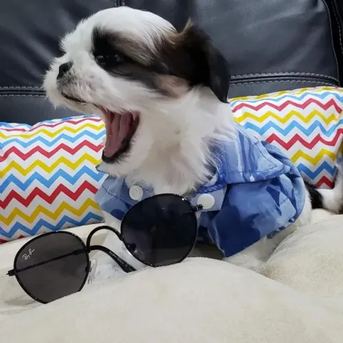 Lhasa Apso Macho Compacto com Olhar Encantador