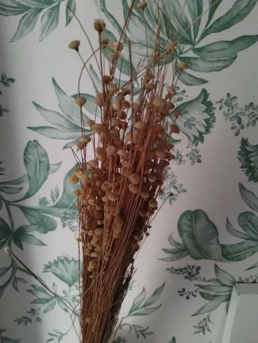 Capim dourado para decoração e uso artesanato 