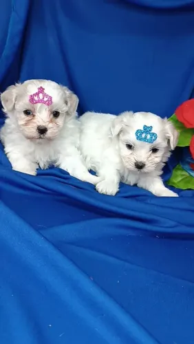 Belos Filhotes Maltês machos fêmeas