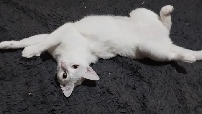 Doação de gata branca castrada