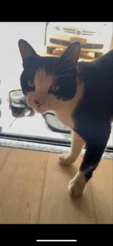 Gatinho para adoção responsável