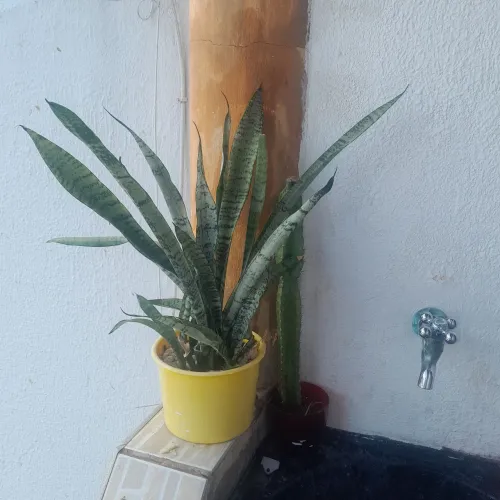 Planto no jarro espada de São jorge verde .