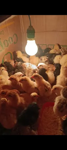 Pintos de capoeira nordestina 