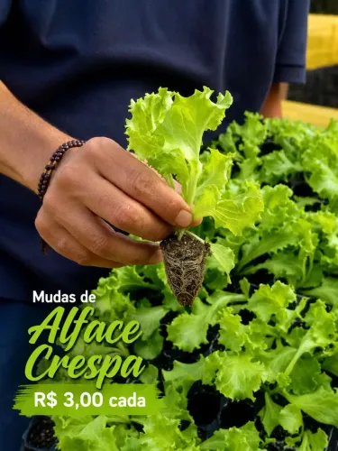Mudas de Alface Crespa