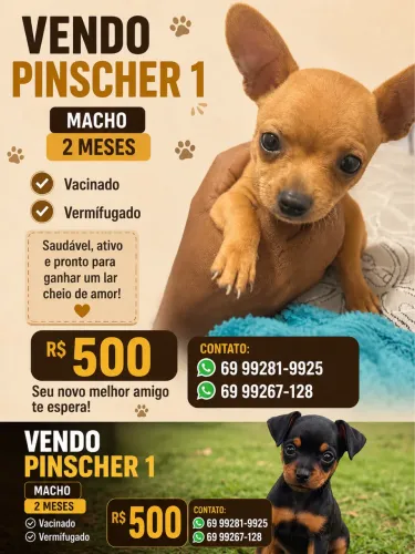 Pinscher 1 com 2 meses 