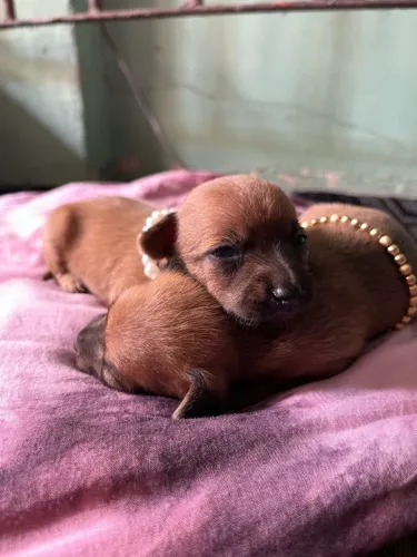 Pinscher N1 fêmea