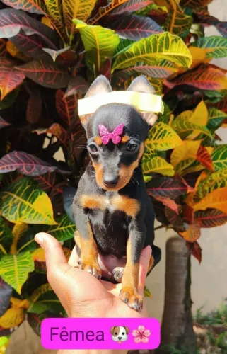 Lindos Filhotes de Pinscher Procurando Uma Familia