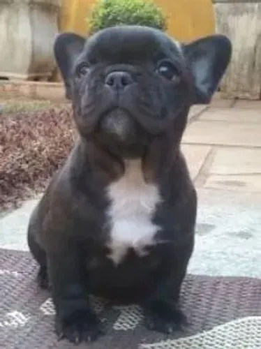 Bulldog Francês : Filhotes de Procedência