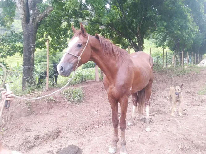 Vendo cavalo manso de marcha picada