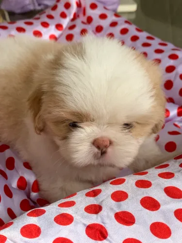 Shihtzu 