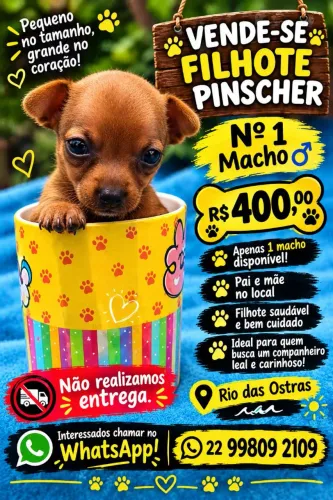 Pinscher macho n*1