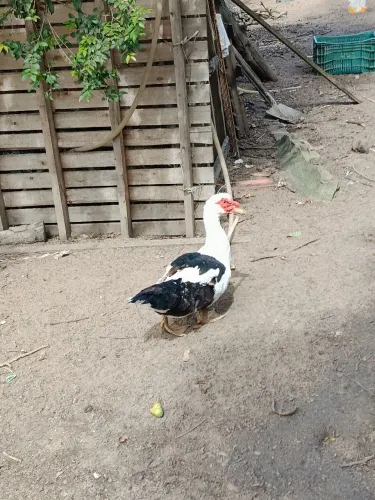 Casal Pato 