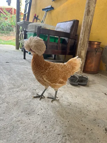 Polonesa