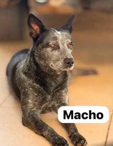 Macho blue heeler ( boiadeiro australiano