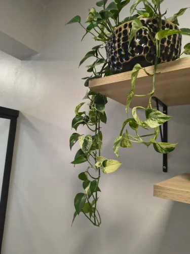 Plantas