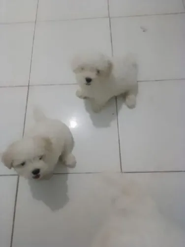 Filhote maltês, Filhotes prontos para espalhar amor e alegria!
