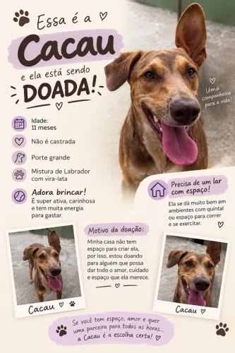 Doa-se Cachorrinha 