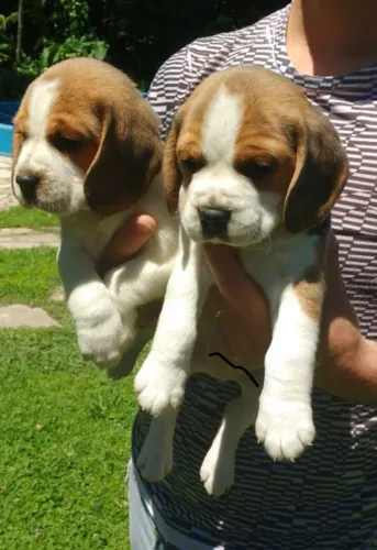 Filhotes de Beagle | Carisma que encanta qualquer pessoa.
