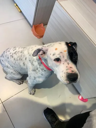 Doa-se Pitbull fêmea castrada 