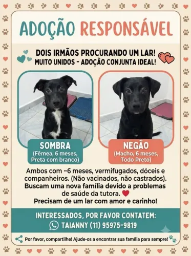 Dois cachorros irmaos