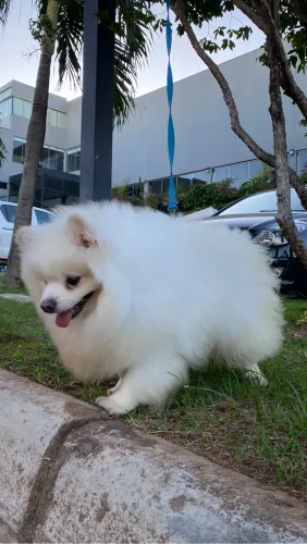 Lindo Lulu com pedigree