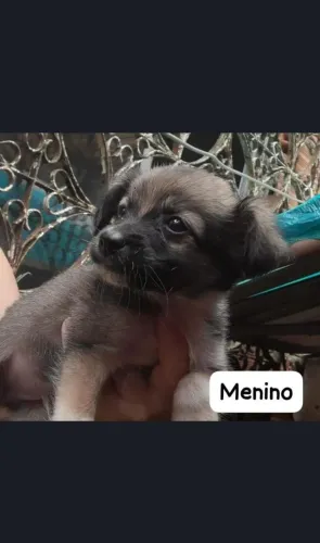 Carrinhos pra Adoção 