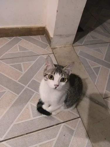 Adoção