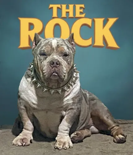 American Bully