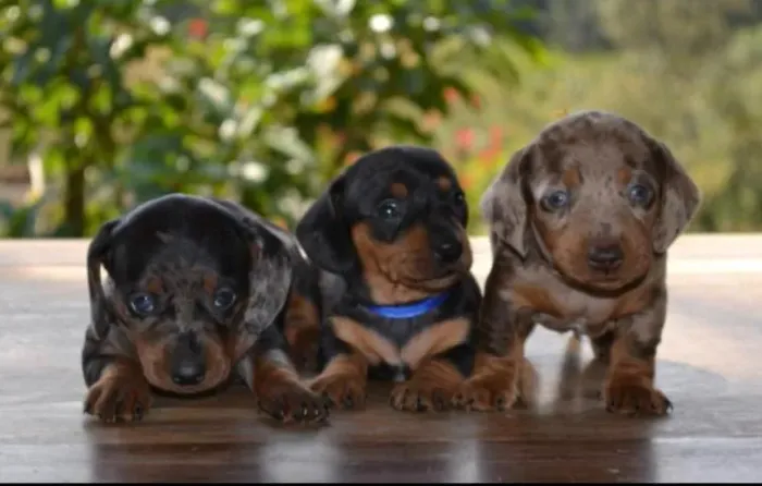 Basset teckel com orelhas curtas e docil