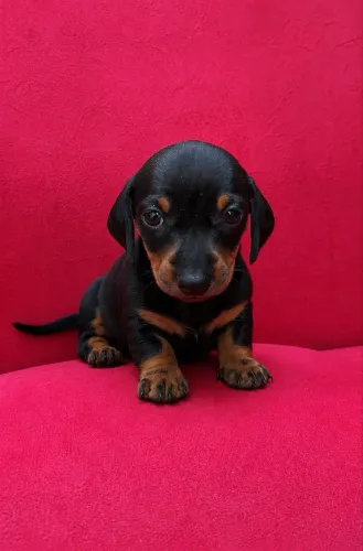 Basset / dachshund 