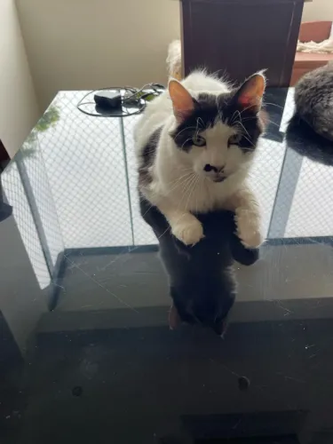 Doação de gato lindo e peludo