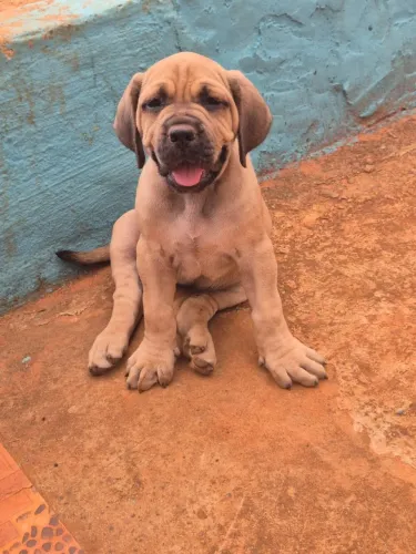 Cães Filhotes Fila Brasileiro