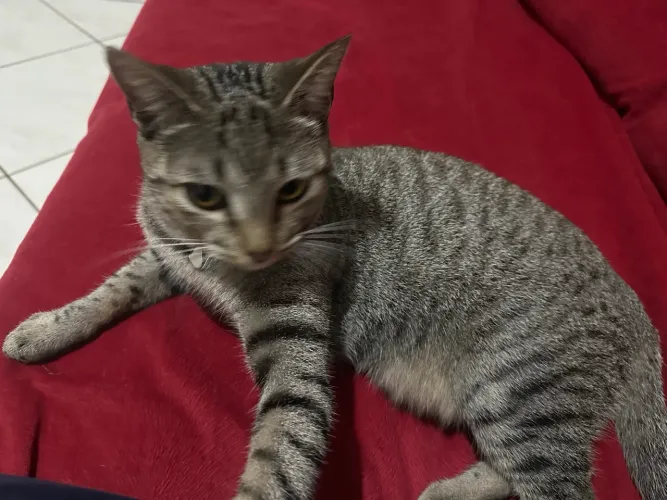 Doou gata 