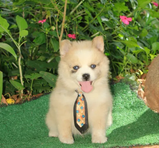 Filhote macho !!! pomsky f3 !!! Mini !!!