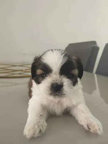 Shih tzu