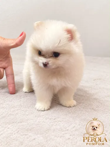 Lulu da pomerania mini 
