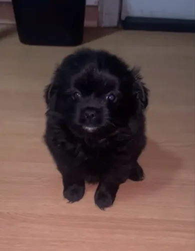 Filhote de Shih Tzu Femia