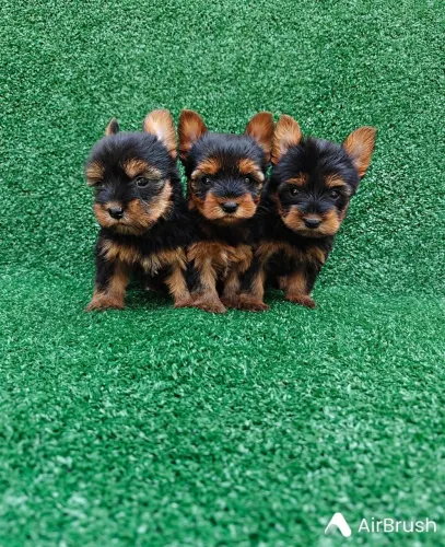 Filhotes de Yorkshire Terrier charmosa com energia equilibrada