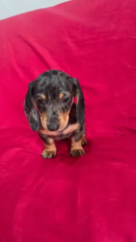Dachshund machinho