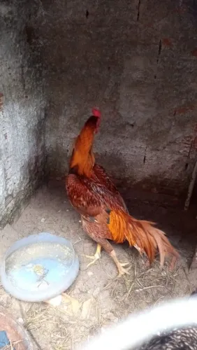 Galo indiano 