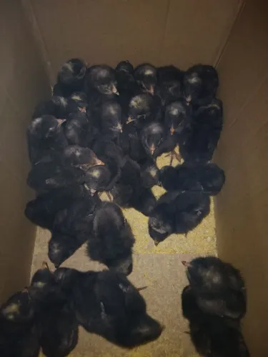 Pintinhos de 1 dia carijo