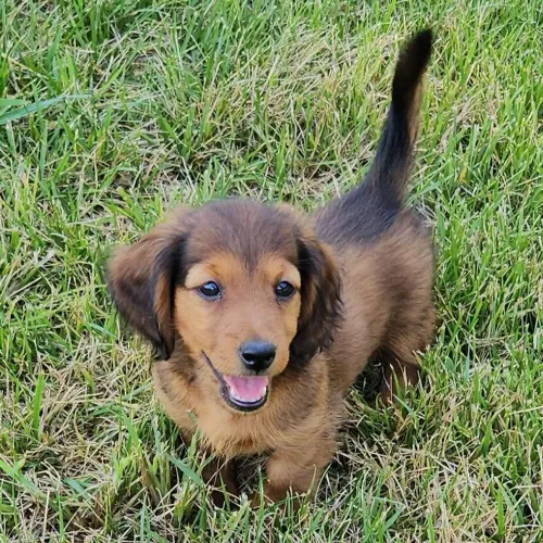 Dachshund Pelo longo: Fêmea