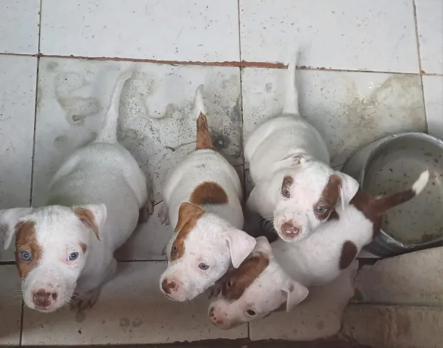 Filhotes de pitbull 
