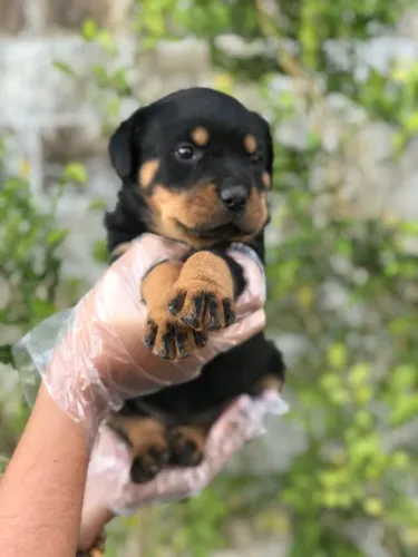 Rottweiler cabeça de touro, com garantias e suporte veterinário gratuito!