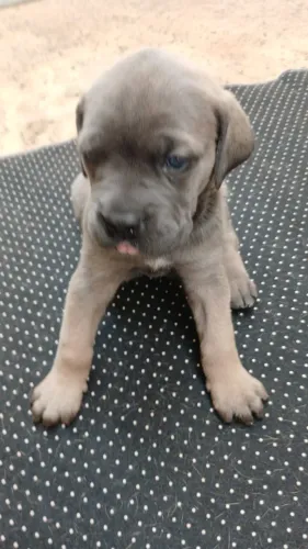 Cane Corso Pedigree SOBRACI