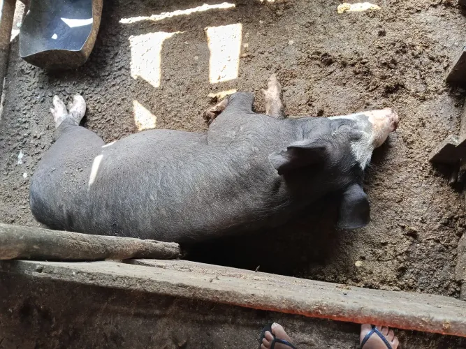 Vendo porco caipira.