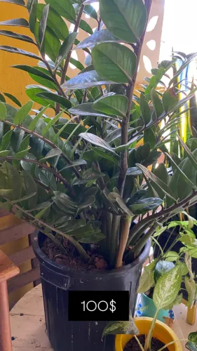 Plantas variadas para venda.