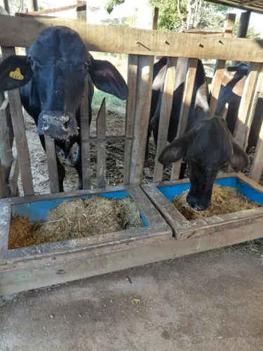 VACAS DE ALTA LACTAÇÃO 