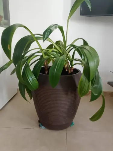 Lírio Aranha com vaso egípcio - 45cm de altura e 40cm de diâmetro!